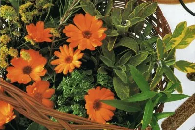 פאזל של Calendules