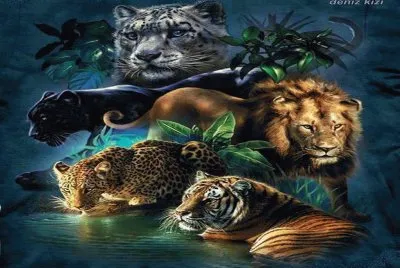 פאזל של felinos