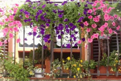 paisaje jigsaw puzzle