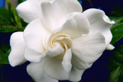 פאזל של gardenia