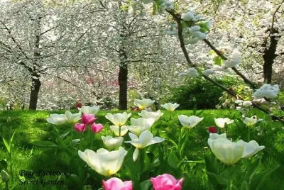 פאזל של flor