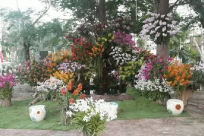 פאזל של orquÃ­deas