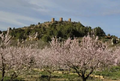 Amandiers jigsaw puzzle