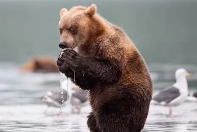 animales