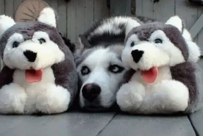 animales