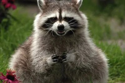 animales