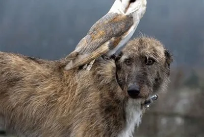 animales