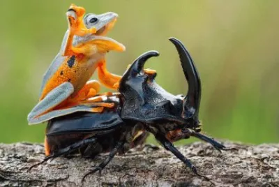 animales