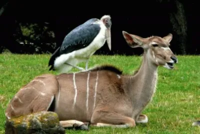 animales