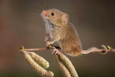 animales