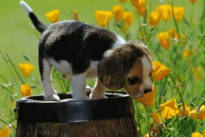 animales