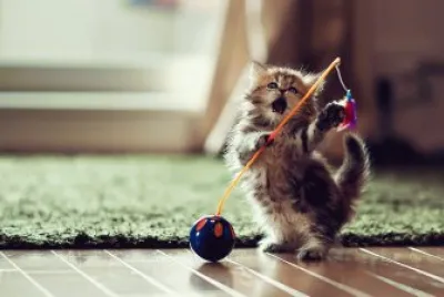 animales