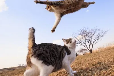 animales