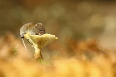 animales