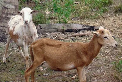 animales