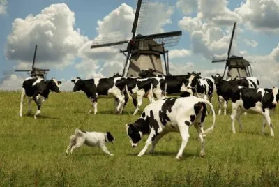 animales