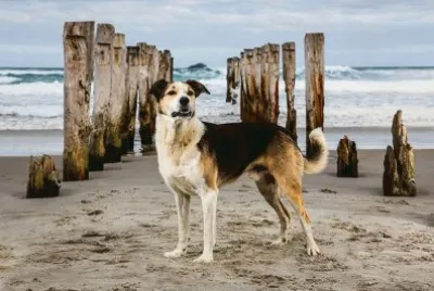 animales