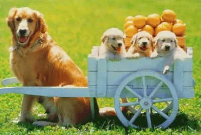 animales