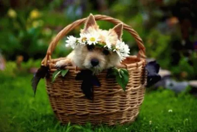 animales