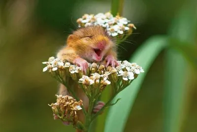 animales