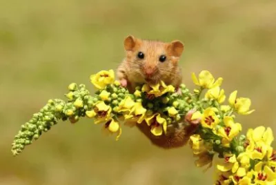 animales
