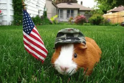 animales jigsaw puzzle