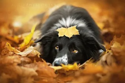 animales