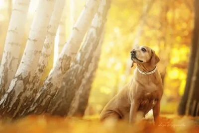 animales