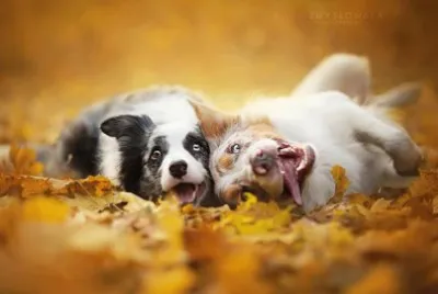 animales
