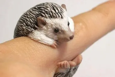 animales