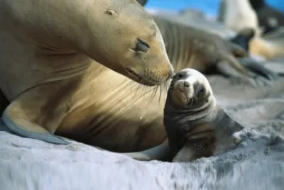 animales