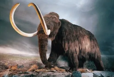פאזל של mamut