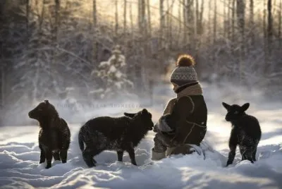 animales