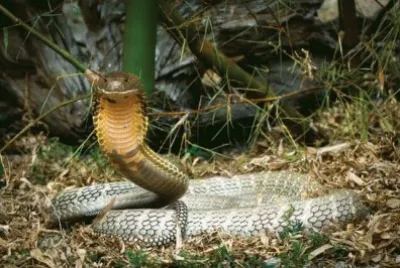 פאזל של cobra real