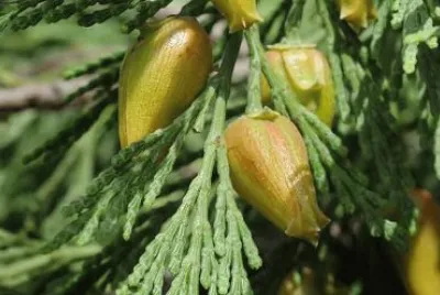 פאזל של cedro blanco