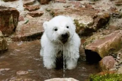 animales