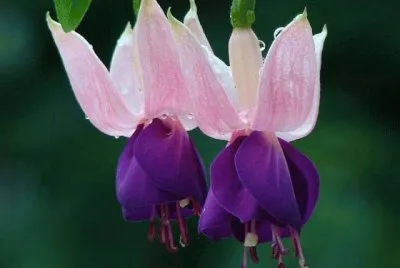 fuchsia