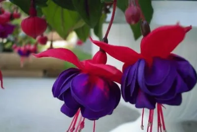 fuchsia