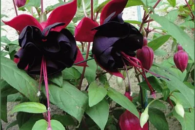 fuchsia