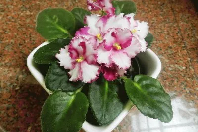Mis violetas