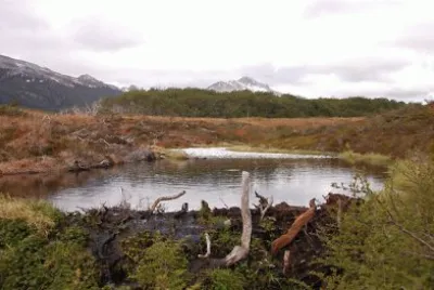 Castorera en Tierra del Fuego. Argentina