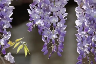 glycine