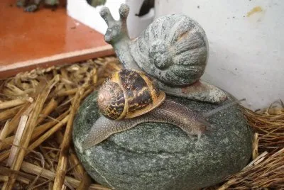 escargot