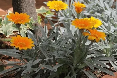 פאזל של gazanias