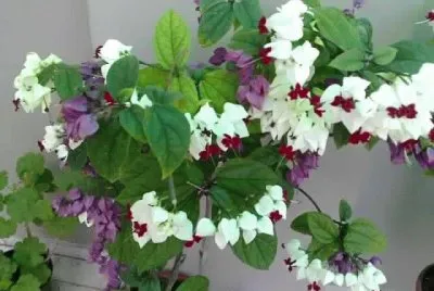 flor