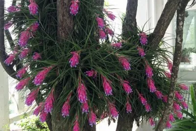 flores