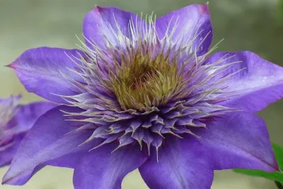 Clematis