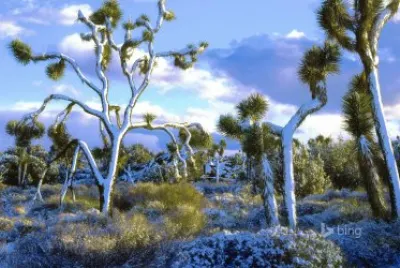 Bing image