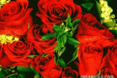 rosas