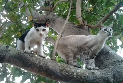 Gatos na Árvore